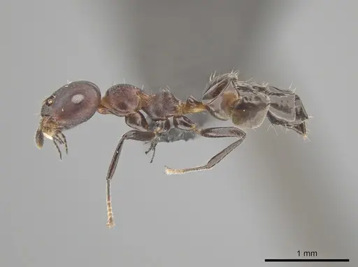 Myrmelachista reticulata - UFV-LABECOL-002722