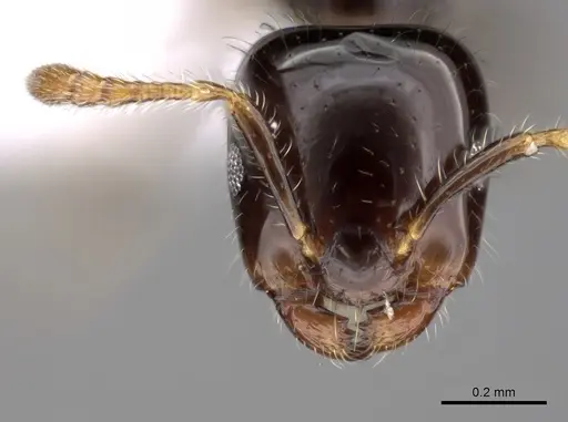 Myrmelachista rogeri specimen