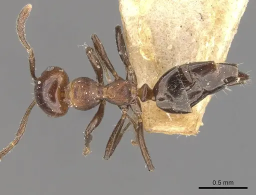 Myrmelachista rudolphi specimen