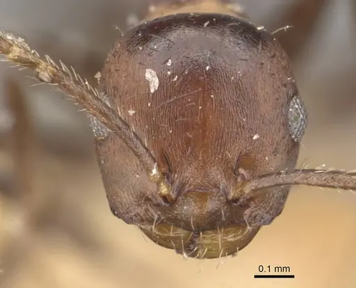 Myrmelachista rudolphi specimen