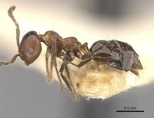 Myrmelachista rudolphi specimen