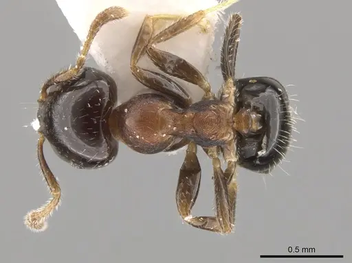 Myrmelachista ulei specimen