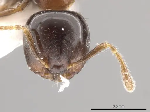 Myrmelachista ulei specimen