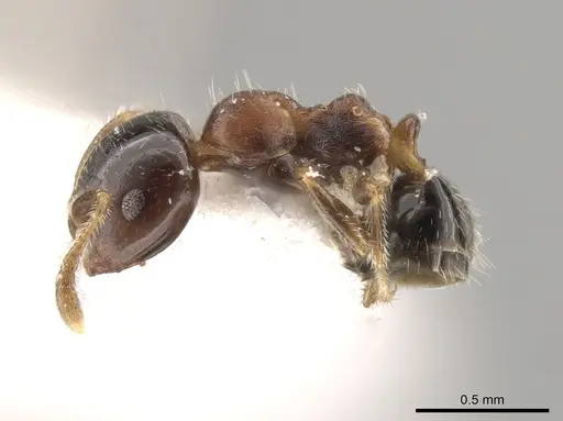 Myrmelachista ulei specimen