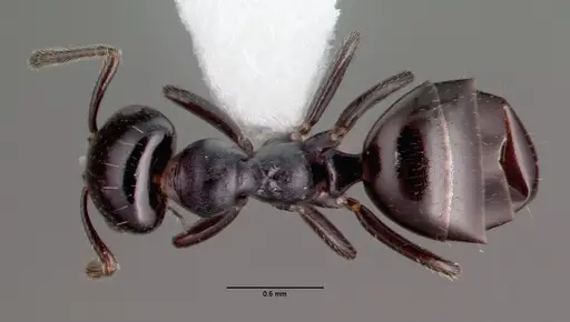 Myrmelachista zeledoni specimen