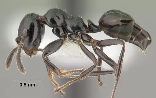 Myrmelachista zeledoni specimen