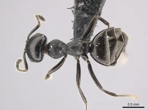 Myrmelachista zeledoni - CASENT0647469