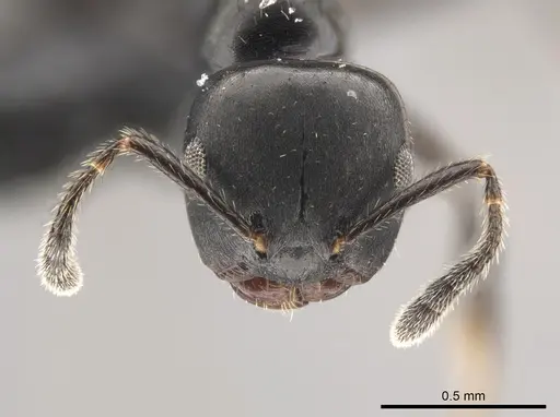 Myrmelachista zeledoni - CASENT0647469