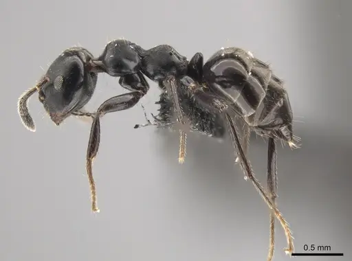 Myrmelachista zeledoni - CASENT0647469