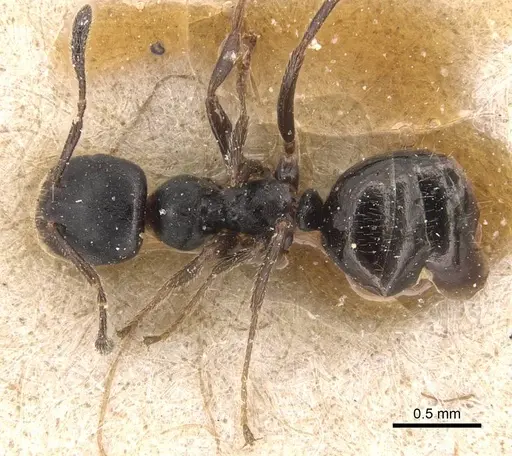 Myrmelachista zeledoni - CASENT0905167