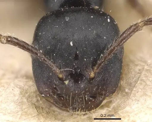 Myrmelachista zeledoni - CASENT0905167