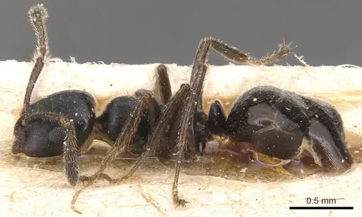 Myrmelachista zeledoni - CASENT0905167