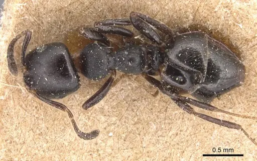 Myrmelachista zeledoni - CASENT0905168