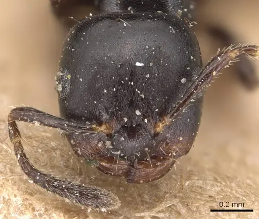 Myrmelachista zeledoni - CASENT0905168