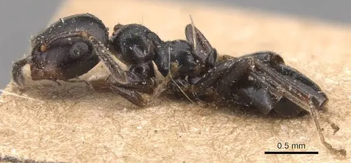 Myrmelachista zeledoni - CASENT0905168