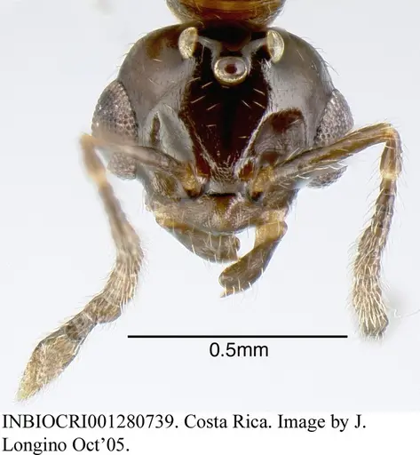 Myrmelachista zeledoni - INBIOCRI001280739