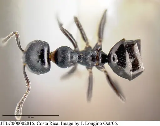 Myrmelachista zeledoni - JTLC000002815