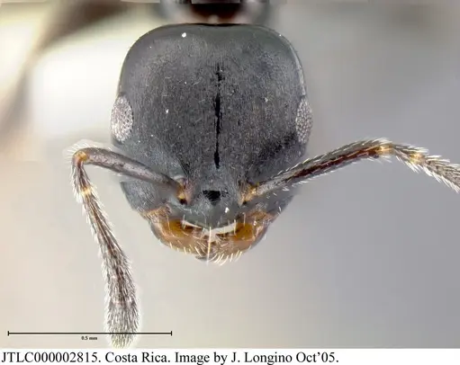 Myrmelachista zeledoni - JTLC000002815