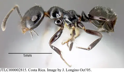 Myrmelachista zeledoni - JTLC000002815