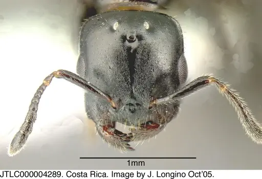 Myrmelachista zeledoni - JTLC000004289