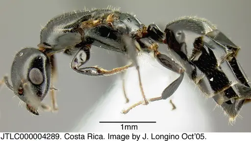 Myrmelachista zeledoni - JTLC000004289