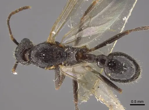 Myrmica ademonia specimen