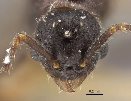 Myrmica ademonia specimen