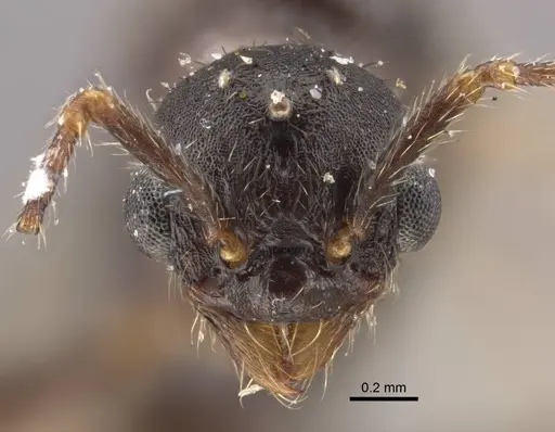 Myrmica ademonia specimen