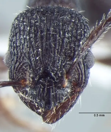 Myrmica adrijae specimen