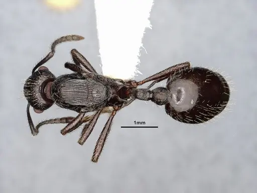 Myrmica aimonissabaudiae specimen