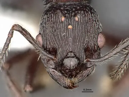 Myrmica aimonissabaudiae specimen