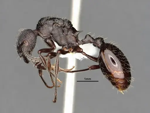 Myrmica aimonissabaudiae specimen