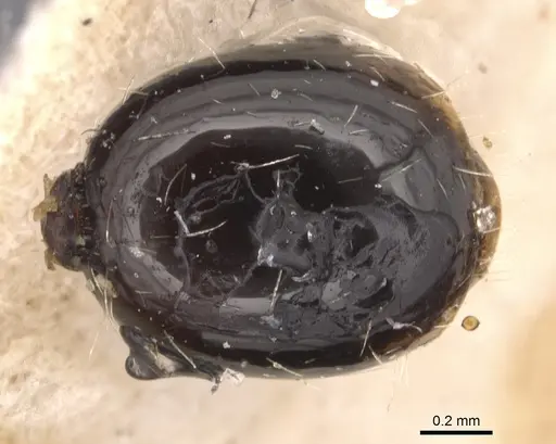 Myrmica aimonissabaudiae - CASENT0904554