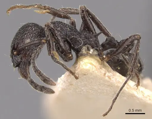 Myrmica aimonissabaudiae - CASENT0904554