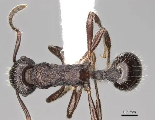 Myrmica aimonissabaudiae - CASENT0914069