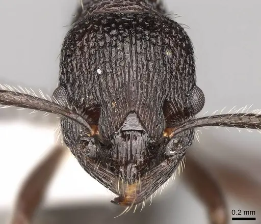 Myrmica aimonissabaudiae - CASENT0914069