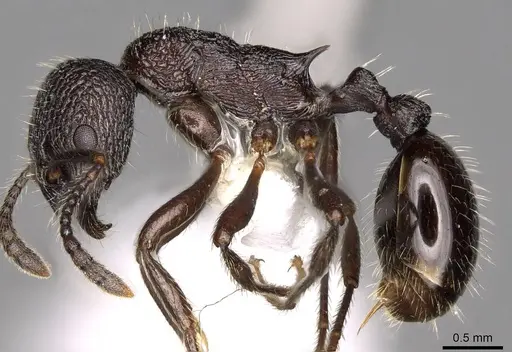 Myrmica aimonissabaudiae - CASENT0914069