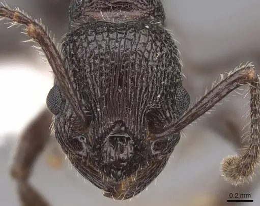 Myrmica aimonissabaudiae - CASENT0922778