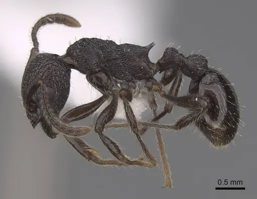 Myrmica aimonissabaudiae - CASENT0922778