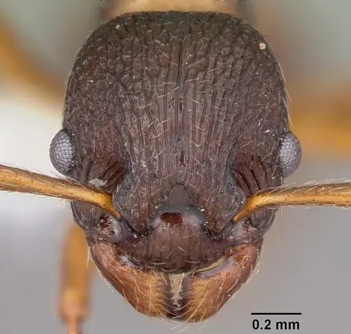 Myrmica alaskensis specimen