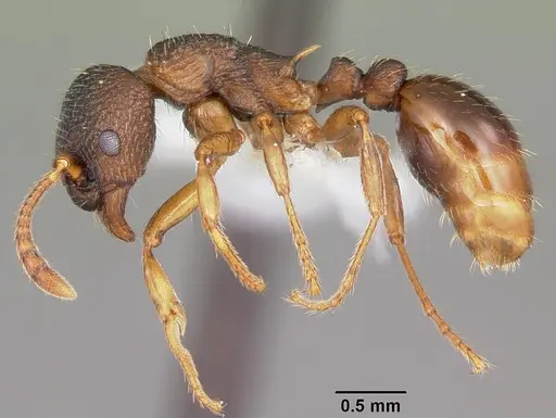 Myrmica alaskensis specimen