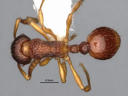 Myrmica alaskensis - CASENT0884255