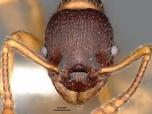 Myrmica alaskensis - CASENT0884255