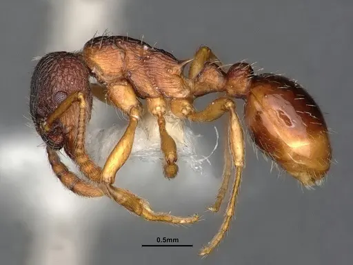 Myrmica alaskensis - CASENT0884255