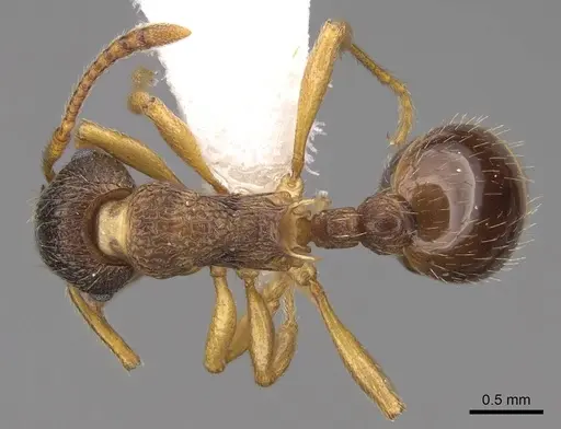 Myrmica alaskensis - CASENT0922743
