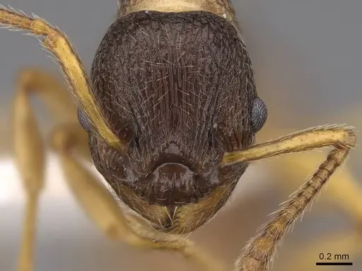 Myrmica alaskensis - CASENT0922743