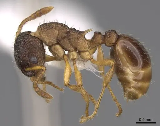 Myrmica alaskensis - CASENT0922743