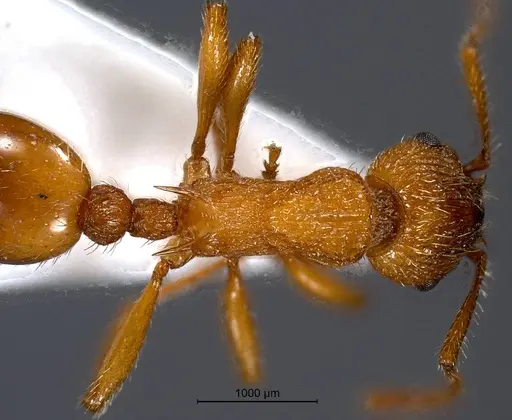 Myrmica aloba specimen
