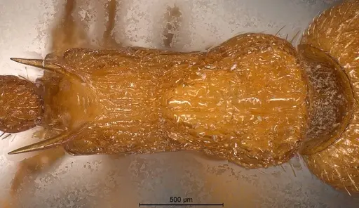 Myrmica aloba specimen