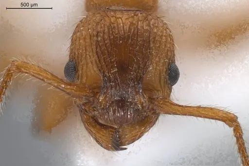 Myrmica aloba - ANTWEB1008455